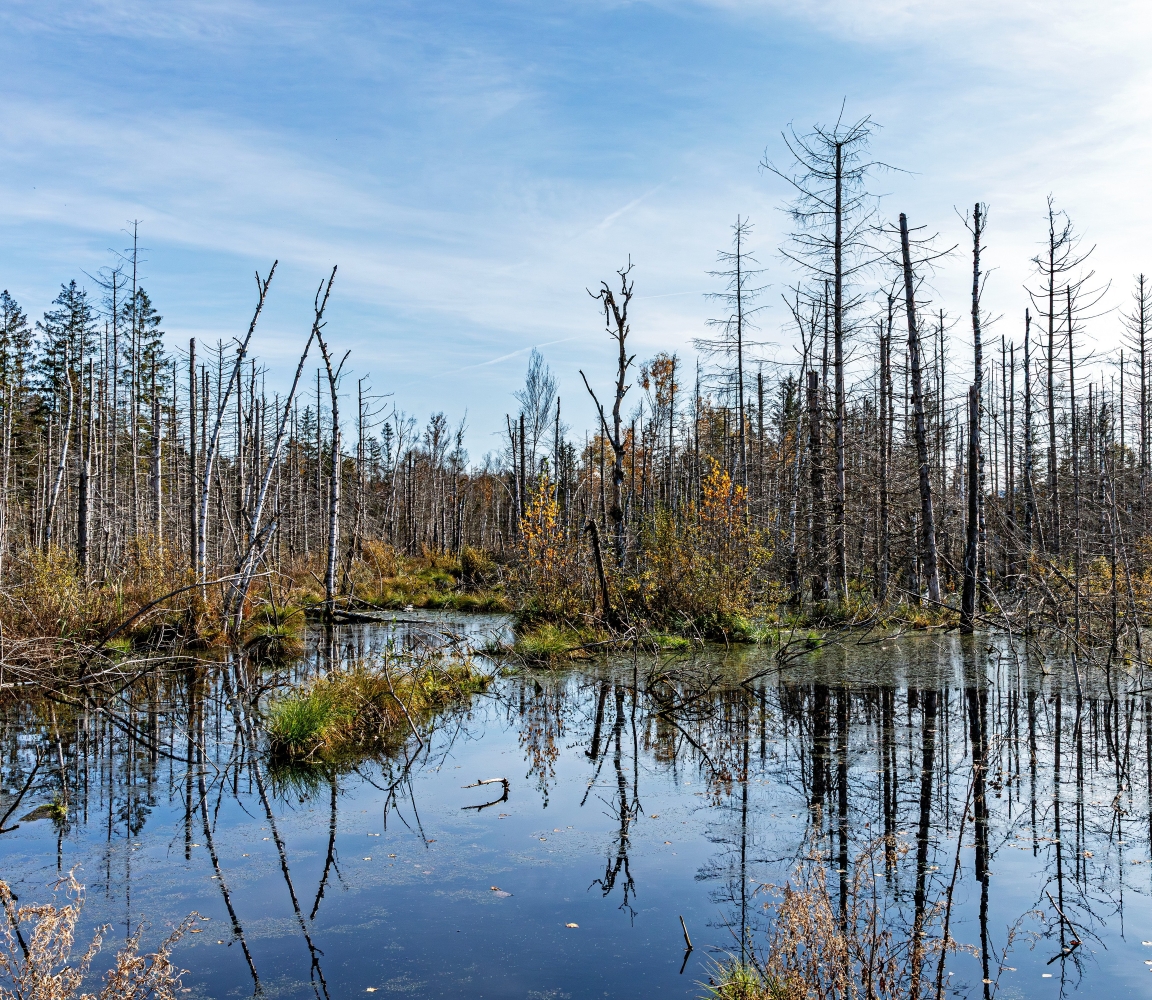 Herbststimmung im Arrisrieder Moos