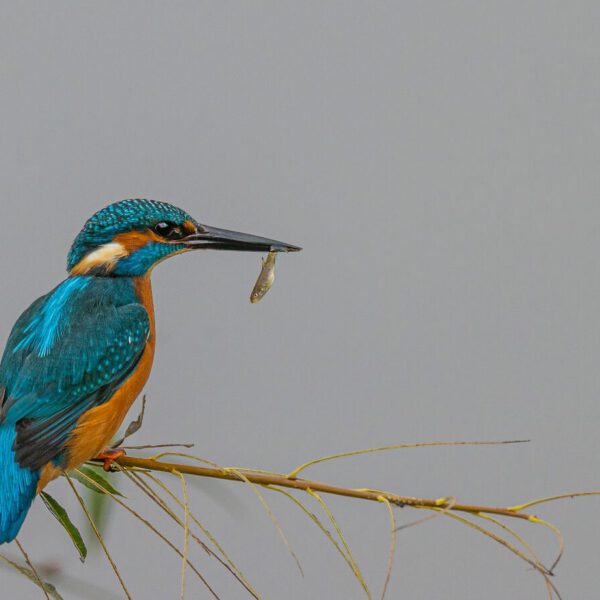 Dialogforum Artenvielfalt