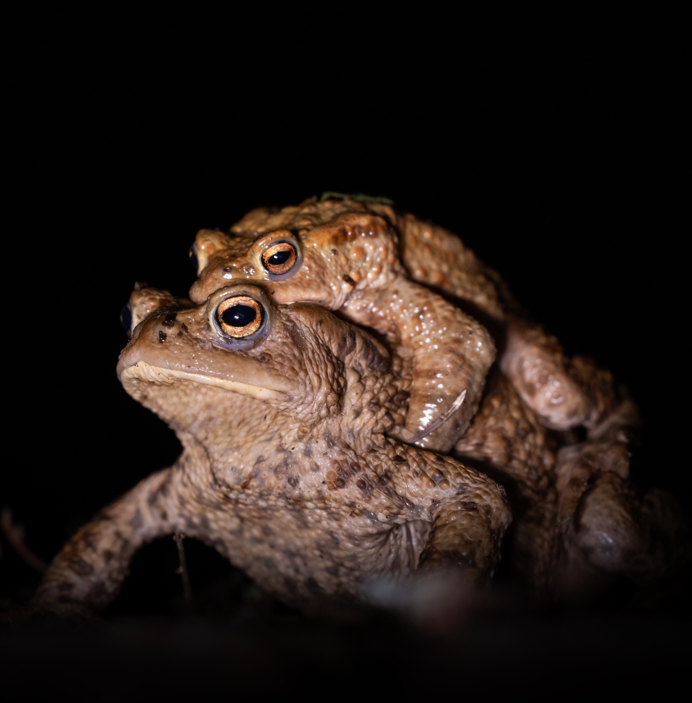 Erdkröte - Foto: NABU/JAN Piecha