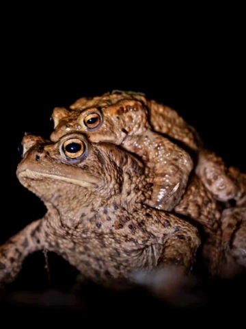 Frühblüher & Amphibien bei Ratzenried