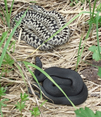 Naturerlebnis im Arrisrieder Moos (mit Radtour)