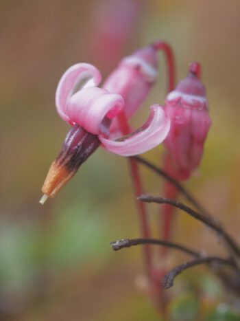 Kräuterwanderung im Arrisrieder Moos