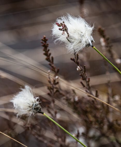 Wollgrasfrucht & Amphibien im Taufach-Fetzach-Moos erleben