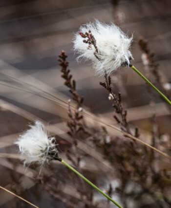 Wollgrasfrucht & Amphibien im Taufach-Fetzach-Moos